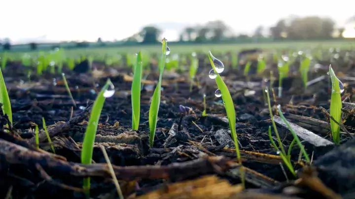 Levée à 25 jours, l’avoine crée un micro-écosystème favorable à l’implantation de la prairie.