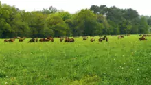 Les freins présentés par les éleveurs sur le pâturage des chèvres ont été décisifs sur la façon de penser des ONG, selon leurs dires.