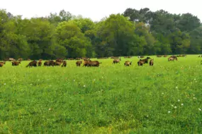 Les freins présentés par les éleveurs sur le pâturage des chèvres ont été décisifs sur la façon de penser des ONG, selon leurs dires.