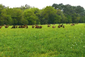 Les freins présentés par les éleveurs sur le pâturage des chèvres ont été décisifs sur la façon de penser des ONG, selon leurs dires.
