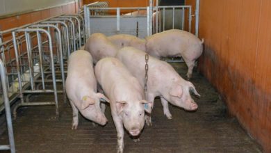 Photo of 85 % des cochettes doivent arriver en 3e portée