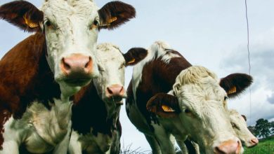 Photo of Clôture connectée, et les vaches sont bien gardées…