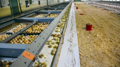 Photo of Faire naître ses poussins sur l’élevage est une fierté