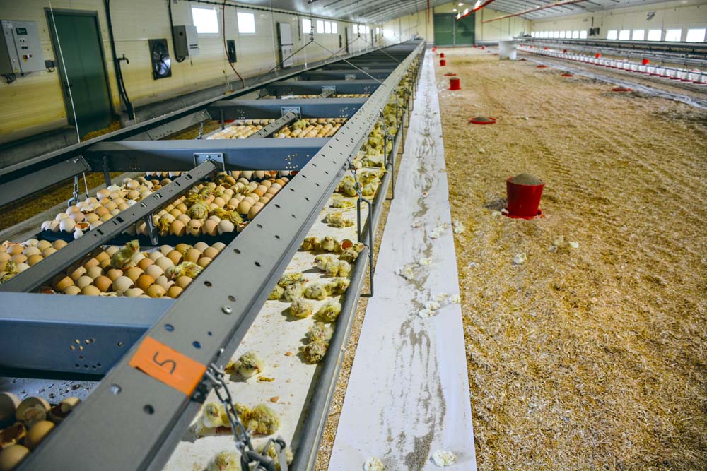Les plaques de 150 œufs sont disposées dans la structure X-Treck de Vencomatic. Après éclosion les poussins se dirigent sur le tapis sous la structure avant de se rendre naturellement vers le papier sur lequel est disposé l’aliment.