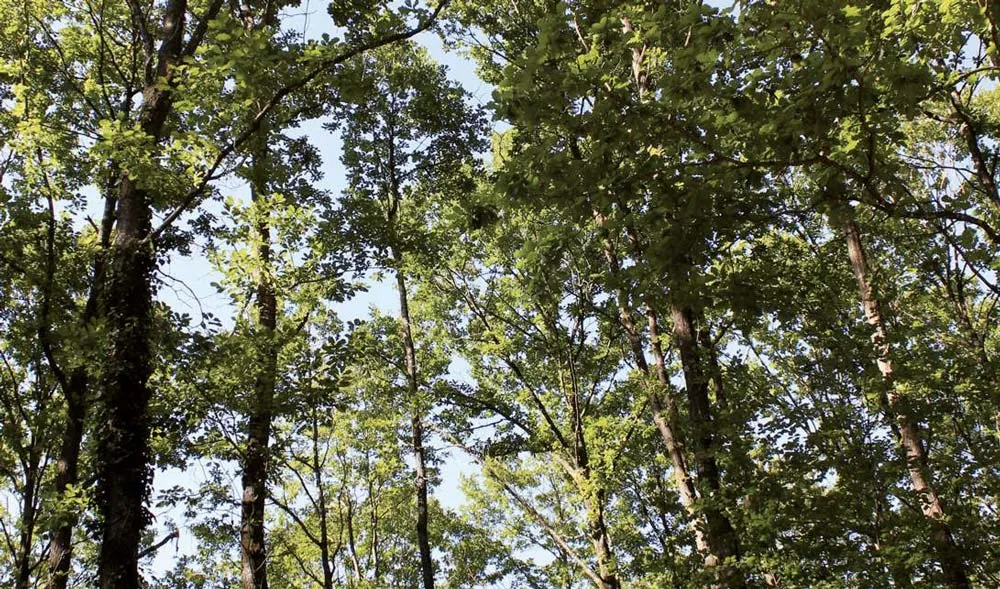  - Illustration Prix des bois sur pied : La demande fait bondir l&rsquo;indice de 8%