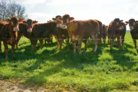 Les animaux en provenance de la station de Lanaud (87) ont une filiation déjà vérifiée. Cette filiation se vérifie par analyse d’ADN.