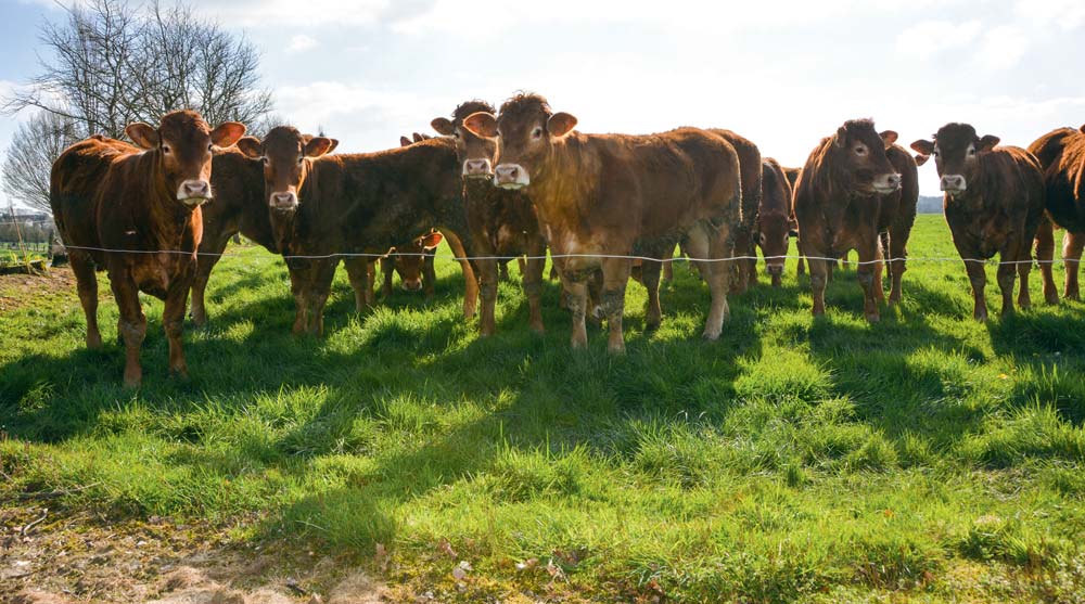 Les animaux en provenance de la station de Lanaud (87) ont une filiation déjà vérifiée. Cette filiation se vérifie par analyse d’ADN. - Illustration Limousine : Vérifier la filiation de ses animaux