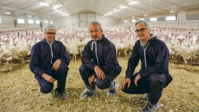 Photo of Réduire le recours aux antibiotiques en dinde
