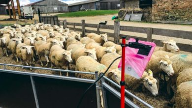 Photo of Les promesses du numérique en ovin