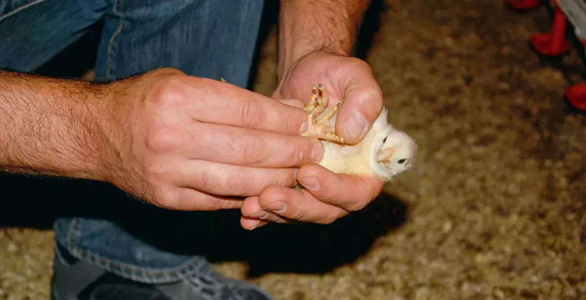 Pour obtenir de bons taux de pododermatites, il faut être vigilant dès le plus jeune âge des poulets. - Illustration Poursuivre le travail sur les pododermatites