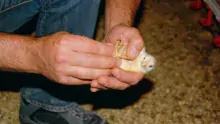 Pour obtenir de bons taux de pododermatites, il faut être vigilant dès le plus jeune âge des poulets.
