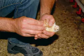 Pour obtenir de bons taux de pododermatites, il faut être vigilant dès le plus jeune âge des poulets.