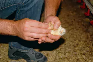 Pour obtenir de bons taux de pododermatites, il faut être vigilant dès le plus jeune âge des poulets.