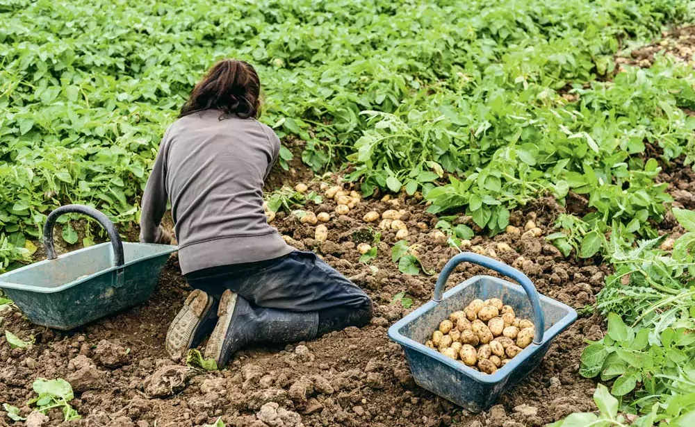  - Illustration La production de pomme de terre de conservation prévue en hausse en 2019