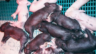 Photo of Porc : Plus de fibres pour plus de colostrum ?