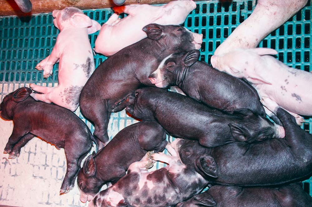 La consommation, en quantité suffisante, d'un colostrum de qualité, est un point clé de la survie des porcelets, toujours plus nombreux dans les portées. - Illustration Porc : Plus de fibres pour plus de colostrum ?