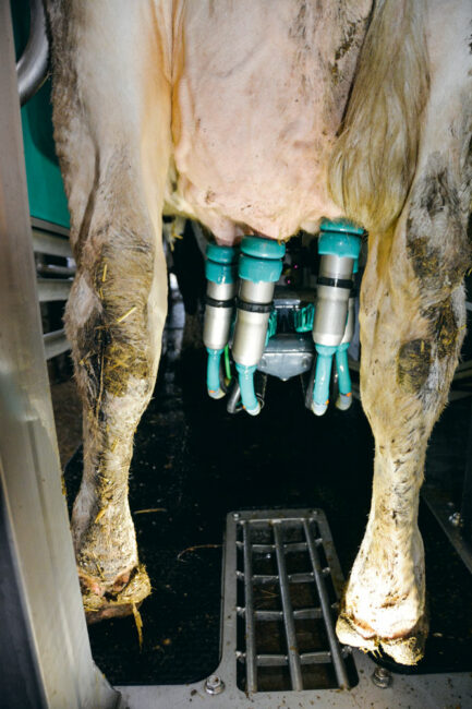 Plus compact, le nouveau robot offre à l’éleveur une vue sur les mamelles des laitières.