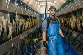 Romain Salaun apprécie la visibilité des vaches pendant la traite.