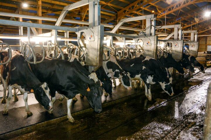 En 10 secondes, 16 vaches sortent. Cette sortie rapide permet de traire 180 animaux en 1 h 30.