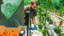 Corentin Perrot est cette année en contrat de professionnalisation au Gaec Pouliquen, à Gouesnou (29).