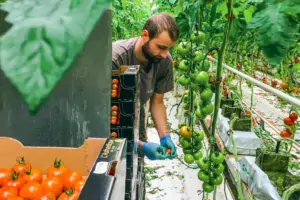 Corentin Perrot est cette année en contrat de professionnalisation au Gaec Pouliquen, à Gouesnou (29).