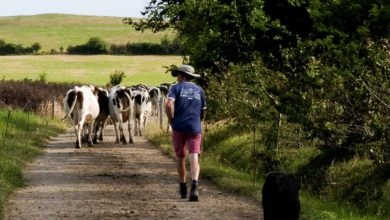 Photo of L’herbe, une richesse qui se cultive