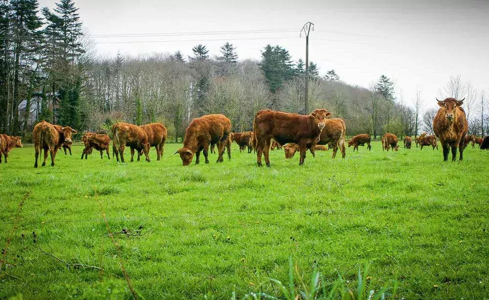  - Illustration Les eurodéputés inquiets de l’avenir de la filière viande bovine