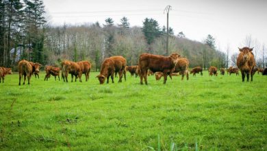 Photo of Les eurodéputés inquiets de l’avenir de la filière viande bovine