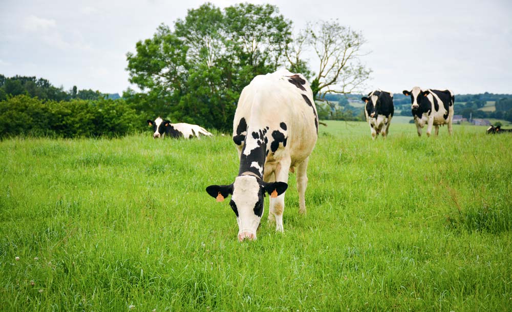  - Illustration Le pâturage, bon pour la vache, bon pour l’homme