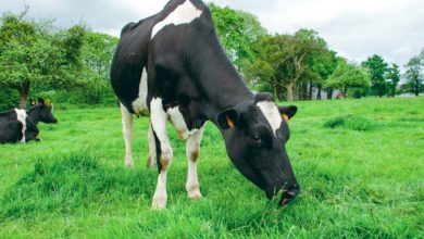 Photo of Le Lait de foin se démarque à l’Ouest