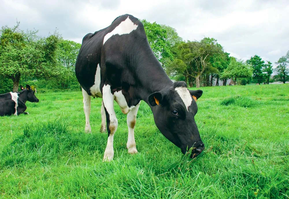  - Illustration Le Lait de foin se démarque à l’Ouest