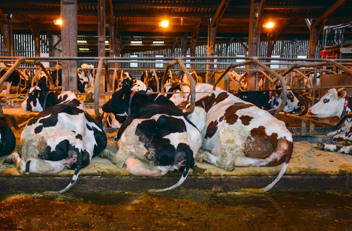  - Illustration D’abord éleveur de bactéries