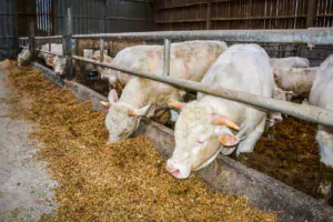 Les jeunes bovins valorisent bien l’ensilage de maïs avec une valeur énergétique élevée sans trop d’amidon.