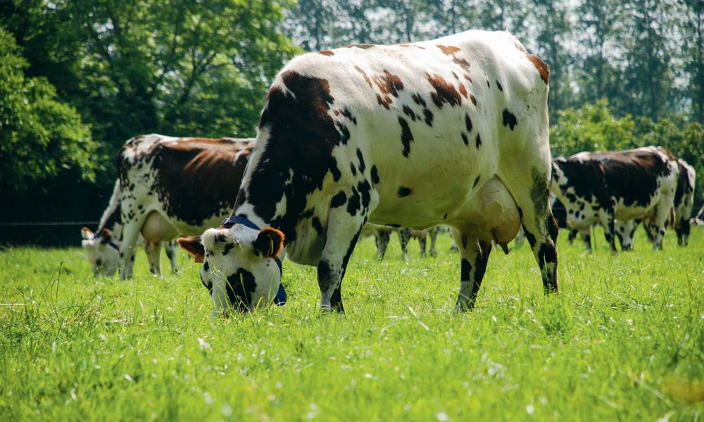  - Illustration Prévoir la croissance de l’herbe