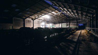 Photo of Nuit blanche pour les laitières
