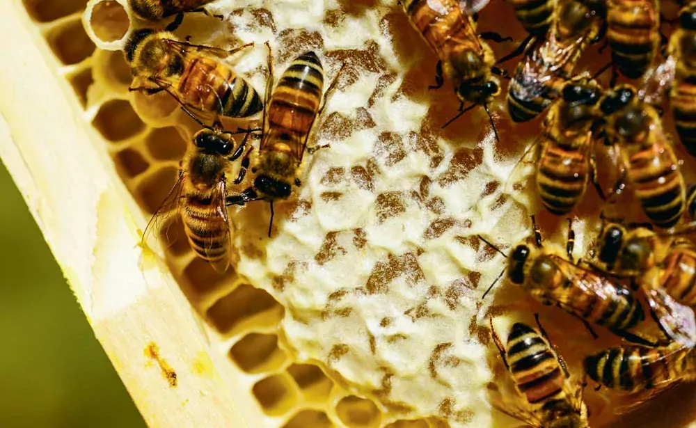  - Illustration Apiculture : Un bon début de saison