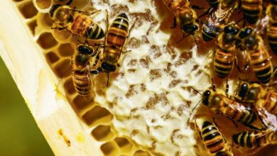 Photo of Le plan de la filière apicole attendu en fin de semaine