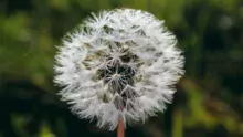 Les graines de chardon Marie sont un des extraits de plantes qu’utilise Dr Loïc Jouët dans sa préparation magistrale pour gérer l’œdème mammaire chez la vache laitière.