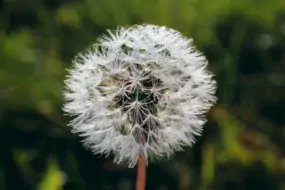 Les graines de chardon Marie sont un des extraits de plantes qu’utilise Dr Loïc Jouët dans sa préparation magistrale pour gérer l’œdème mammaire chez la vache laitière.