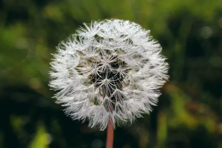 Les graines de chardon Marie sont un des extraits de plantes qu’utilise Dr Loïc Jouët dans sa préparation magistrale pour gérer l’œdème mammaire chez la vache laitière.