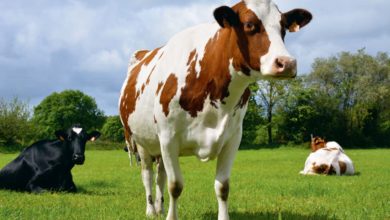 Photo of Ils maintiennent une forte production en lait bio