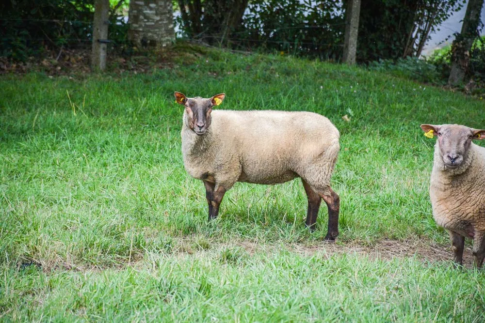  - Illustration Des obligations dès le premier ovin