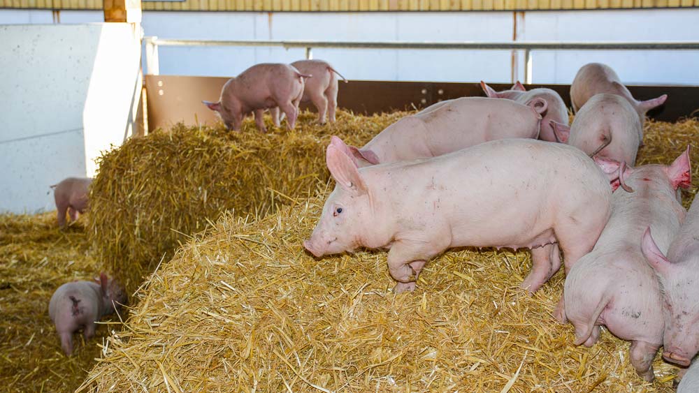  - Illustration Les cochons Hénaff vont prendre l’air