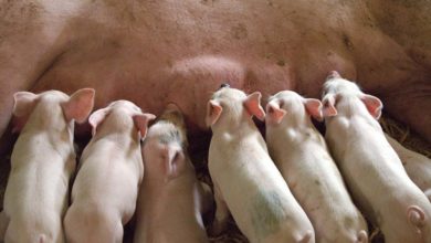 Photo of Porc : Chronique d’une embellie annoncée