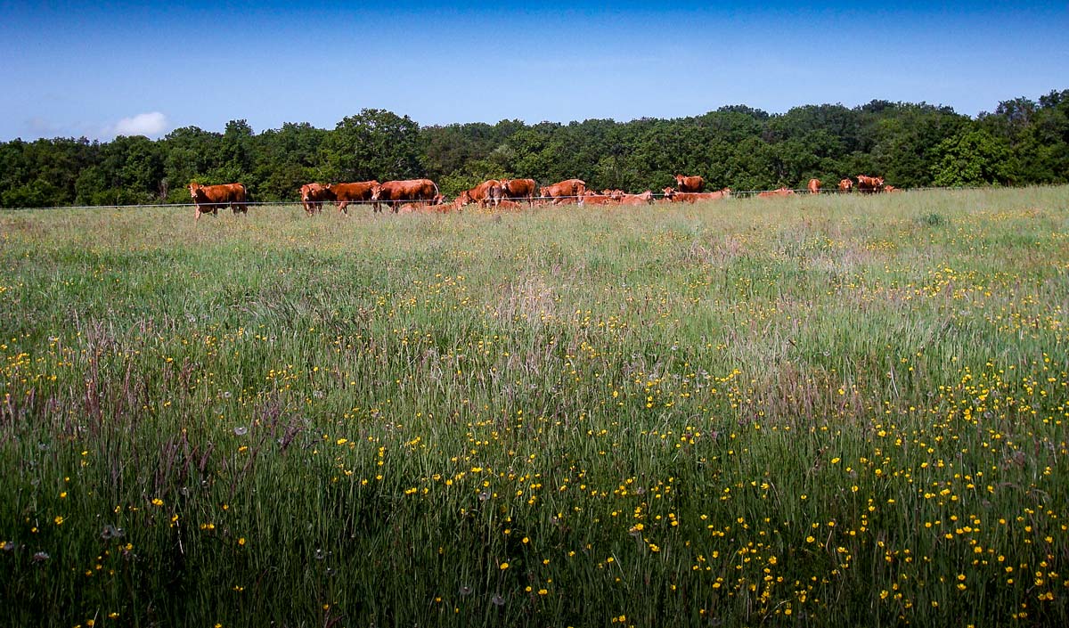  - Illustration Prairies : cultivez des bonnes plantes fourragères et rien d’autre