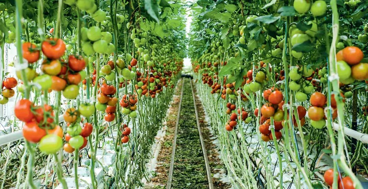  - Illustration Serres chauffées : Guillaume opposé aux tomates en bio «en janvier et en février»