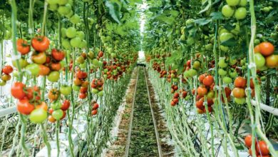 Photo of Des importations “massives” de tomates dénoncées