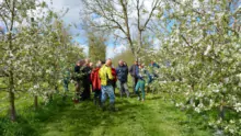 Benoît Bancel recevait un groupe de producteurs le 24 avril sur son verger de 31 hectares, conduit à faibles doses d'intrants, par rapport aux moyennes.