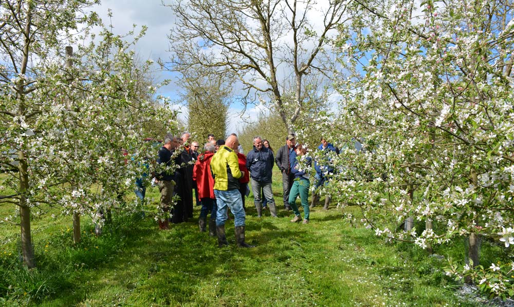 Benoît Bancel recevait un groupe de producteurs le 24 avril sur son verger de 31 hectares, conduit à faibles doses d'intrants, par rapport aux moyennes. - Illustration Le mélange variétal au secours des pommiers