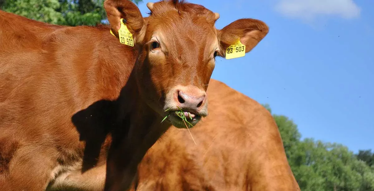  - Illustration Viande bovine : l’Inao examinera le nouveau cahier des charges label rouge fin janvier